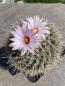 Preview: Gymnocactus paileanum L1035